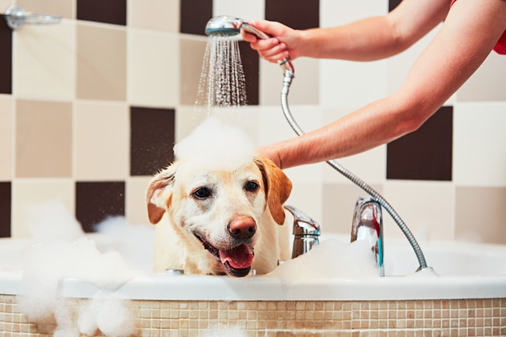 a taking that's being given a bath